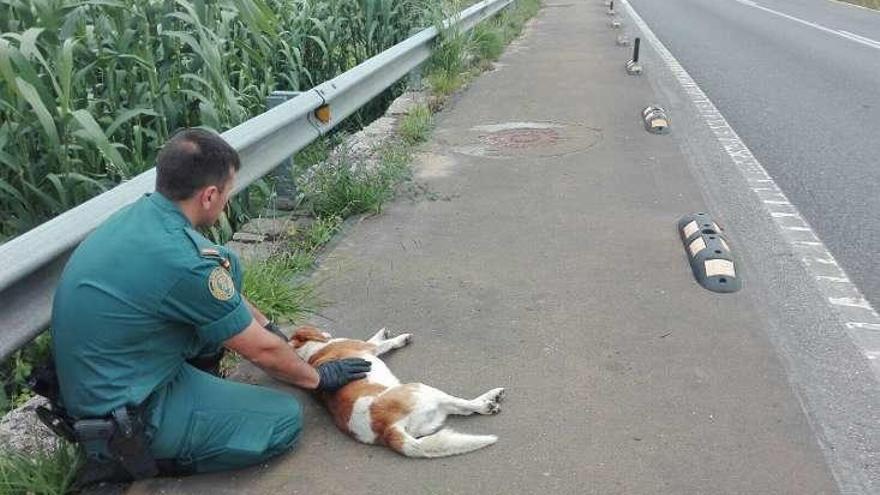 Un agente junto al perro atropellado. // Cedida