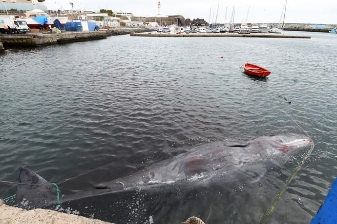 14/03/2019 TALIARTE. TELDE. Recogida del cachalote varado en la costa de Telde.   Fotografa: YAIZA SOCORRO.