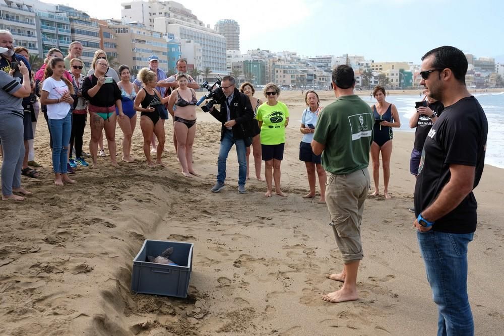 Suelta de una tortuga boba en Las Canteras