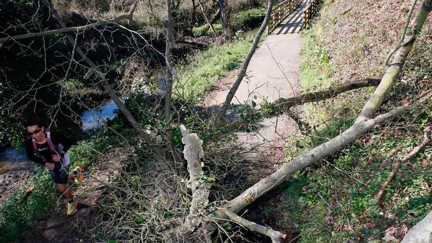 El árbol caído en la senda del Nora, que entorpece los paseos de los usuarios.