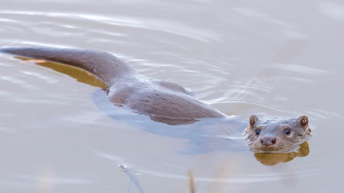 Nutria en la ría de Villaviciosa.