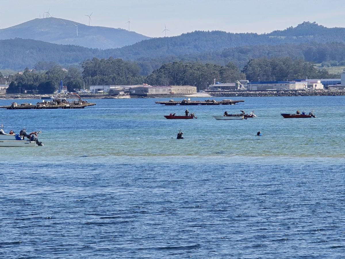 Mariscadores de a flote trabajando con "forquita" en As Meáns. Al fondo, la costa de Cambados.