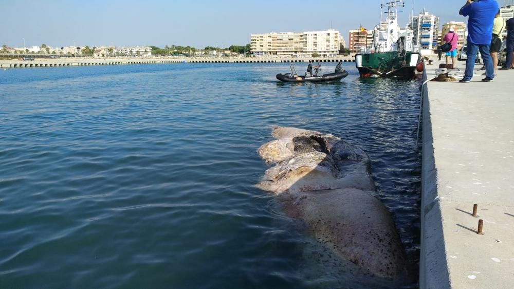 Imágenes del cachalote en descomposición que ha sido remolcado hasta el muelle de la Sal en Torrevieja