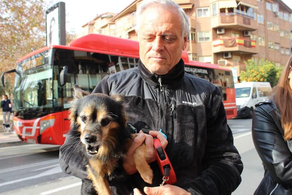 Bendición de los animales en la Ermita de San Antón