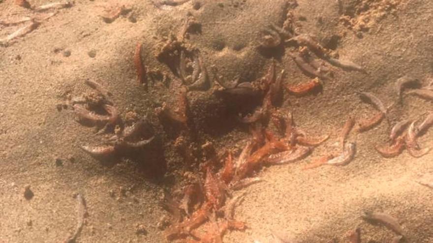 La playa de Morro Jable recibe un varamiento masivo de kril y camarón.