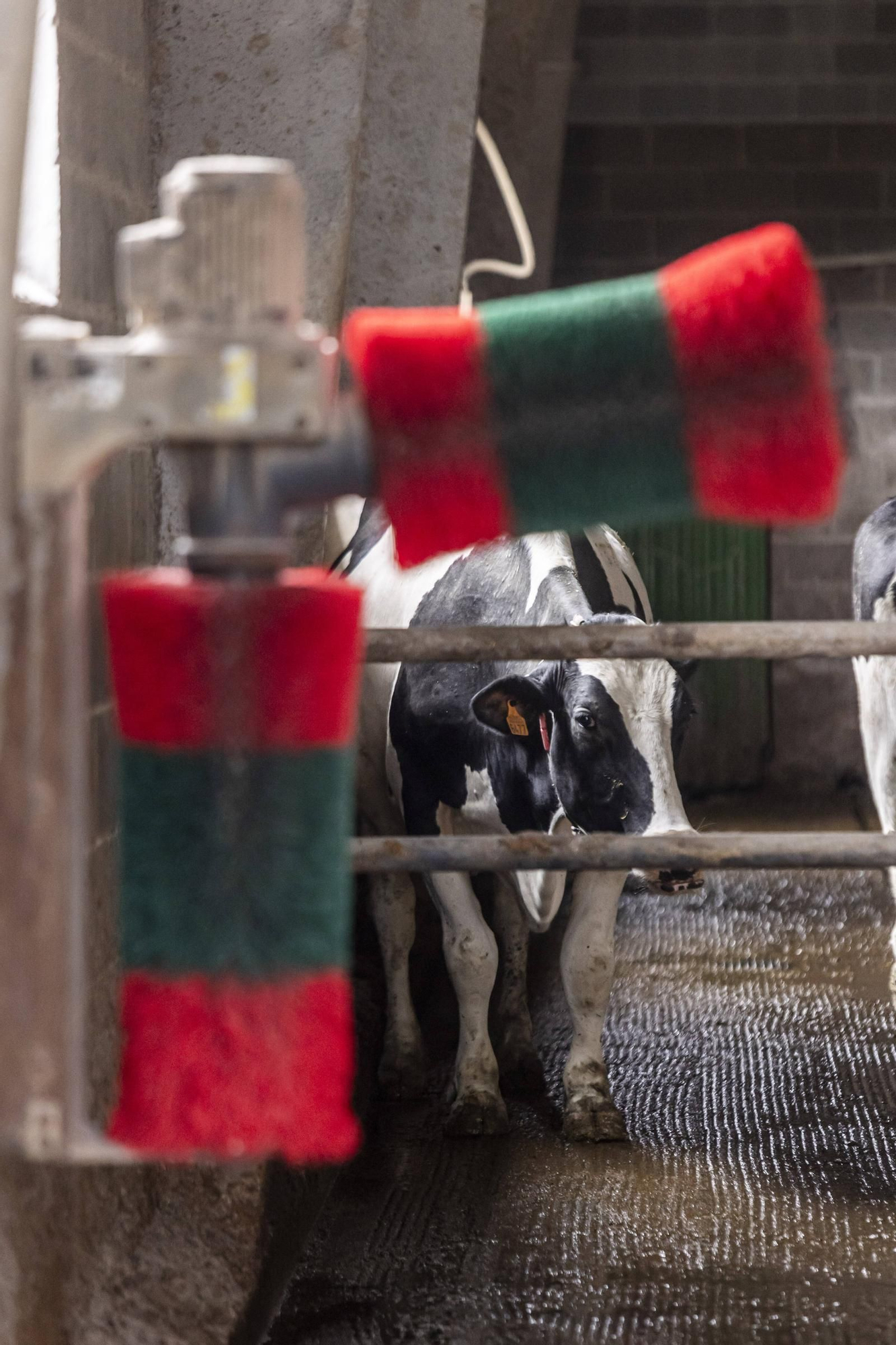 En imágenes | Un viaje por el drama de las vacas de Tineo