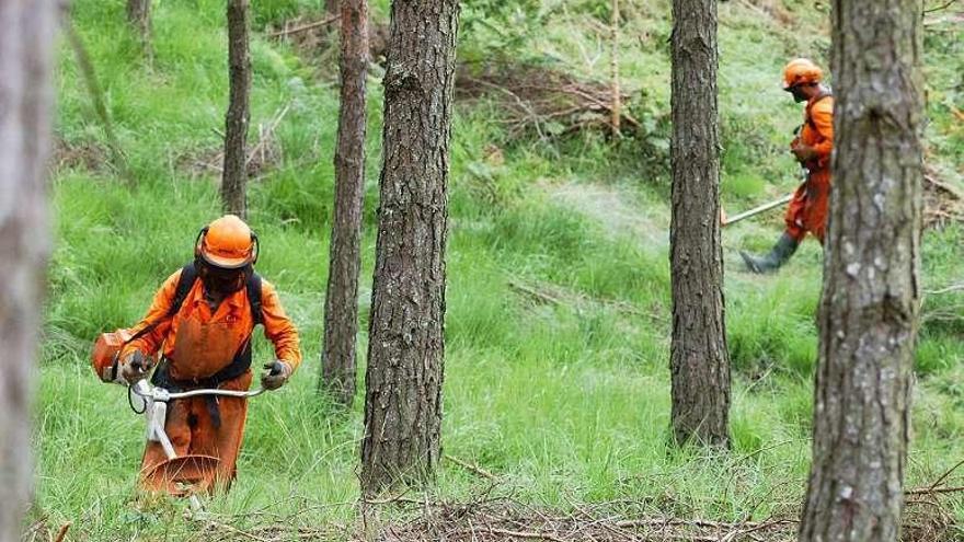 Labores de desbroce contra los incendios en la provincia. // I. Osorio