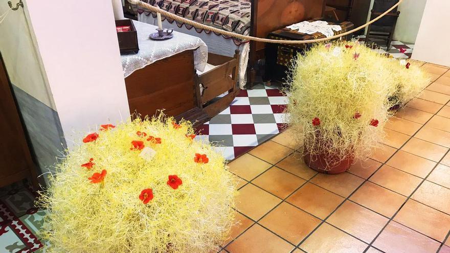 ¿Conoces los “mayos” del Camp d’Elx? Son plantas y siguen una técnica similar a la de la Palma Blanca
