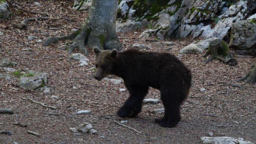Ipcena denuncia haber recibido amenazas de muerte por defender al oso Golia