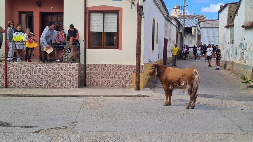 Pasión taurina en Morales de Toro