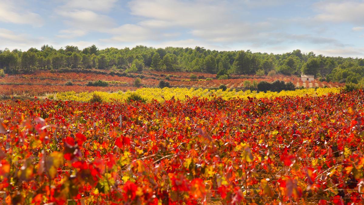 El viñedo se mimetiza con el bosque para crear un paisaje de extraordinaria belleza en el interior de la Comunitat Valenciana.