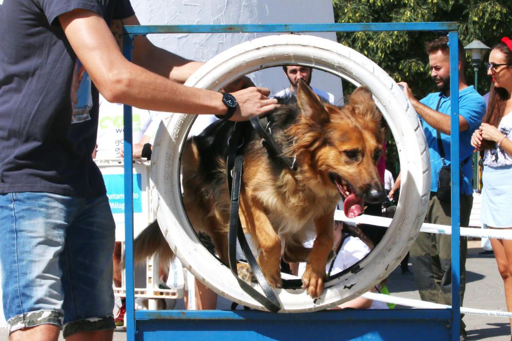 El Parque Huelin ha acogido la primera edición de un evento destinado a las mascotas y a sus dueños, con carreras en diversas categorías, actividades gratuitas y numerosos stands