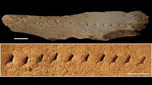 Així es cosien la roba els ‘sapiens’ fa 39.000 anys