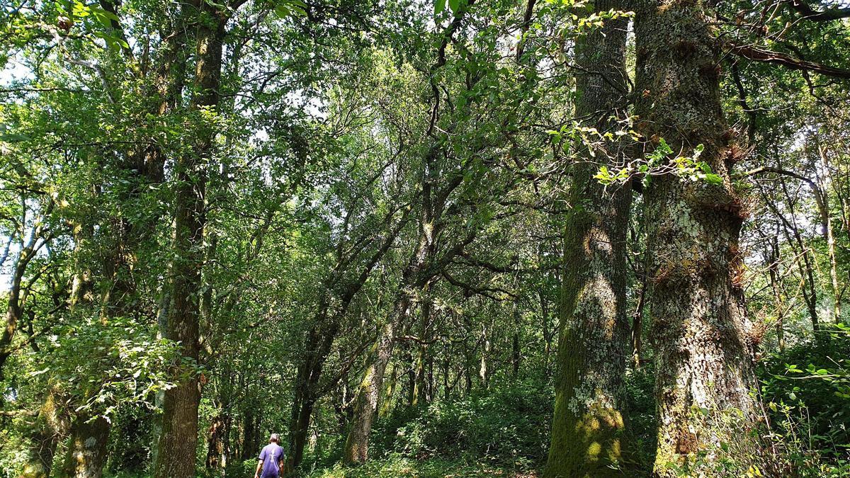 Bosque en la zona de Catasós.
