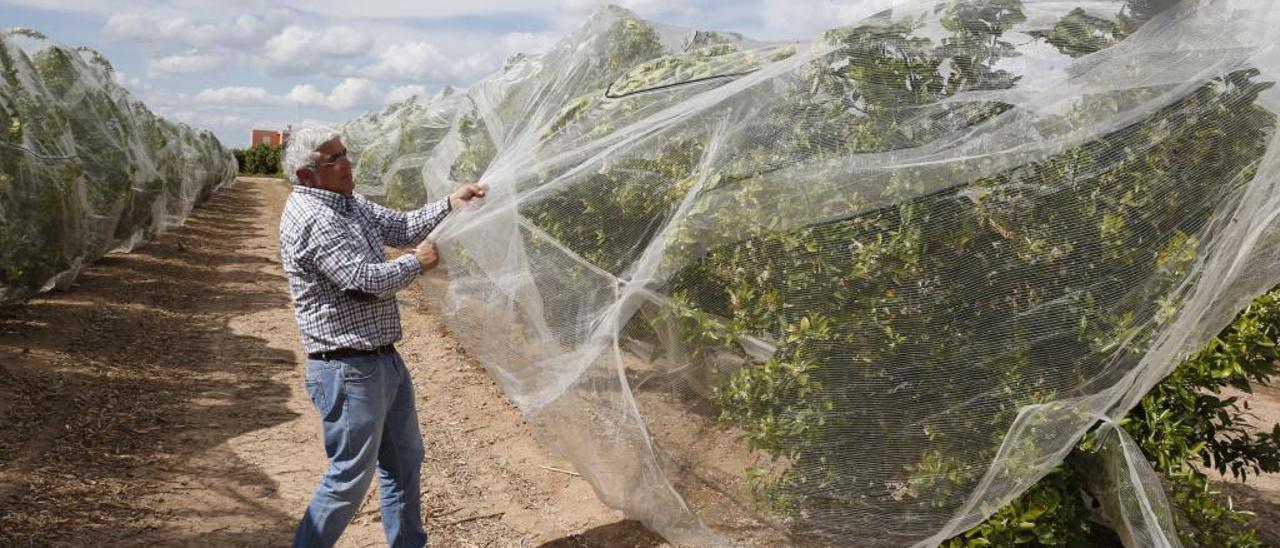 Una malla tapa los naranjos  de una finca de 3 hectáreas para evitar la «pinyolà»