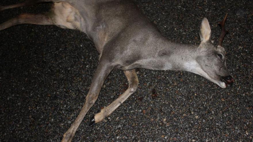 Un nuevo accidente en Zamora con fauna se salda con un corzo muerto