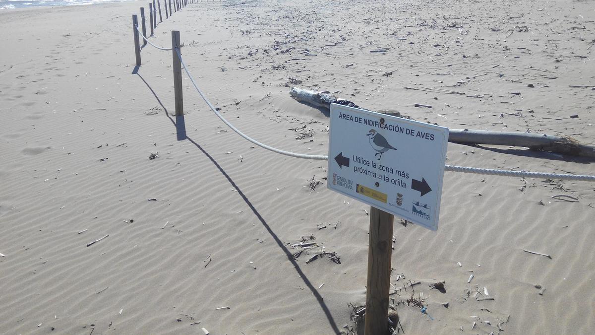 Una zona de nidificación del «corriol» en una playa del litoral sur de Oliva.