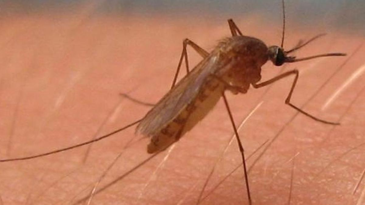 El virus del Nilo se transmite por la picadura de un mosquito.