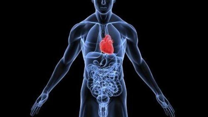 El corazón se encuentra en el lado izquierdo del cuerpo