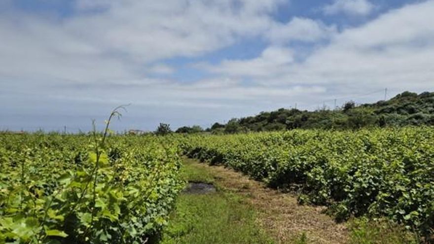 Caminar la viña, contar la historia: un día entre cepas centenarias