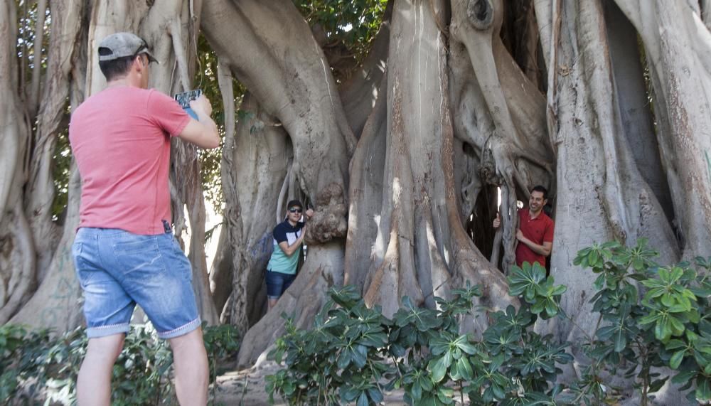 Una pareja se hace una foto en los ficus centenarios de Canalejas