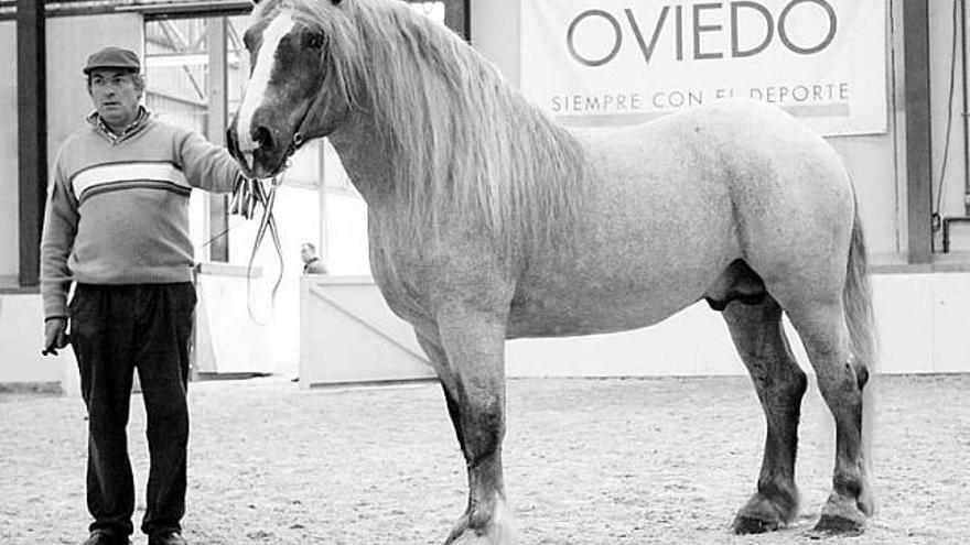 Un ejemplar participante en el concurso de tiro celebrado en El Asturcón en la edición de 2009.