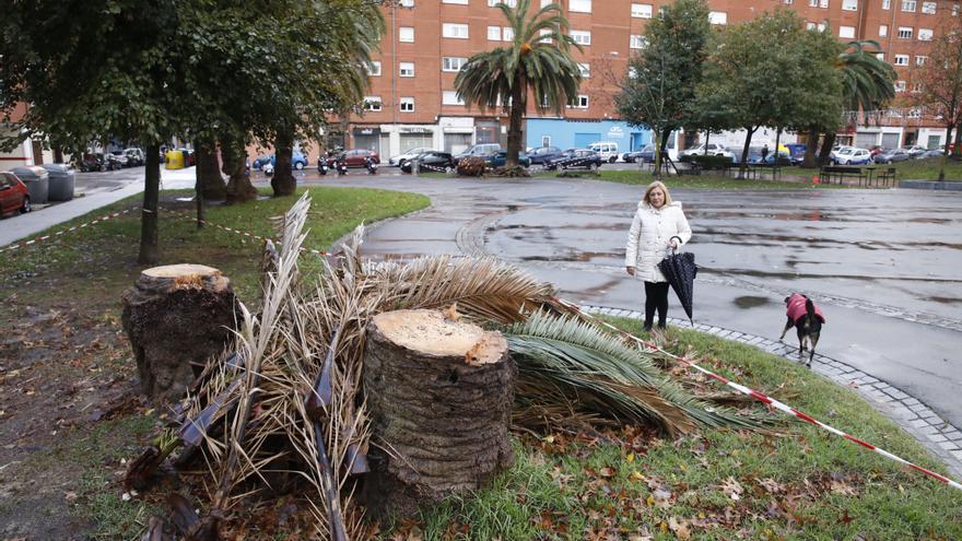 Un plan contra el picudo rojo para las 60 palmeras municipales de más valor