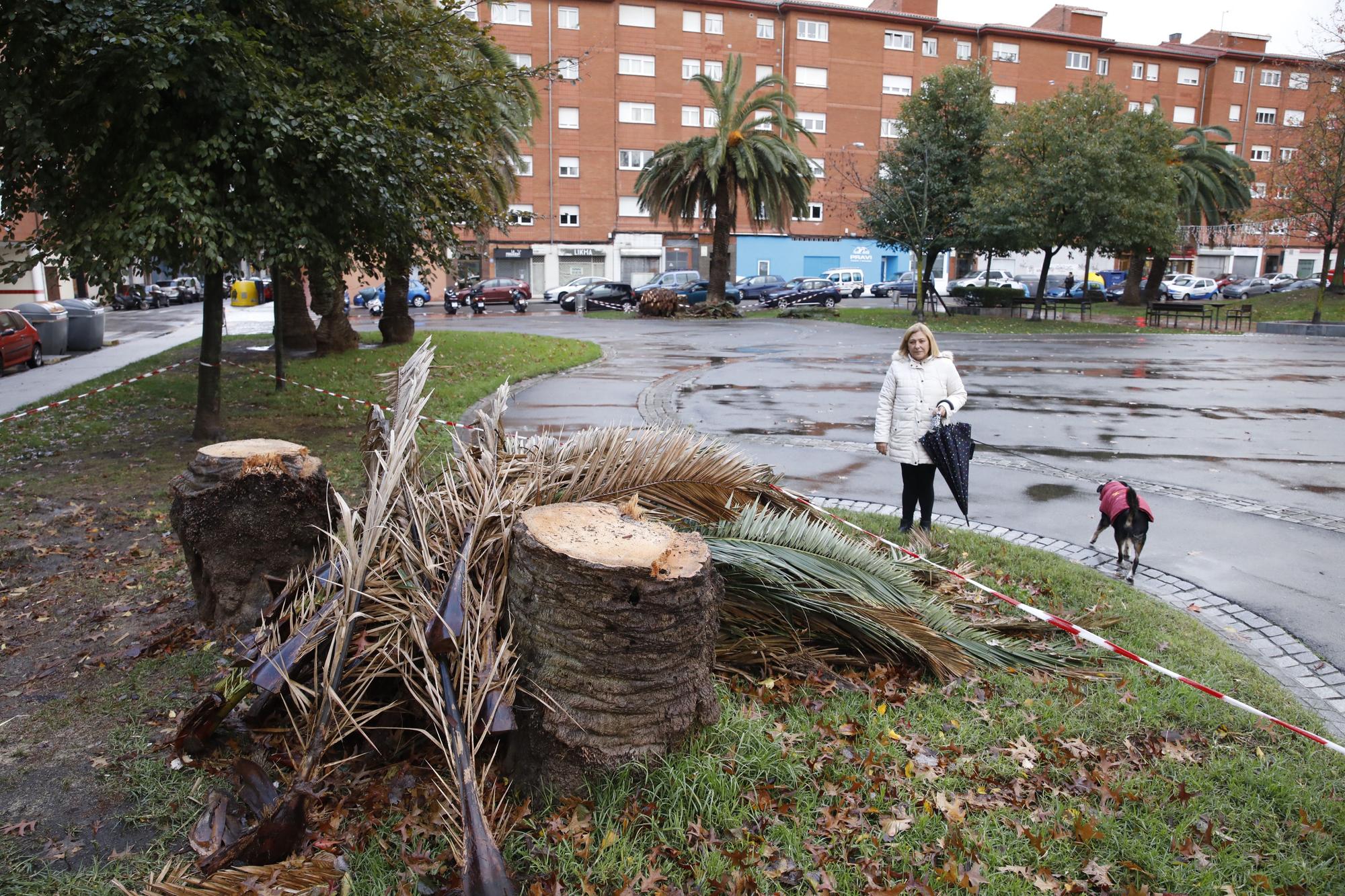 El parque de Las Palmeras se queda sin los árboles que le dan nombre por una plaga