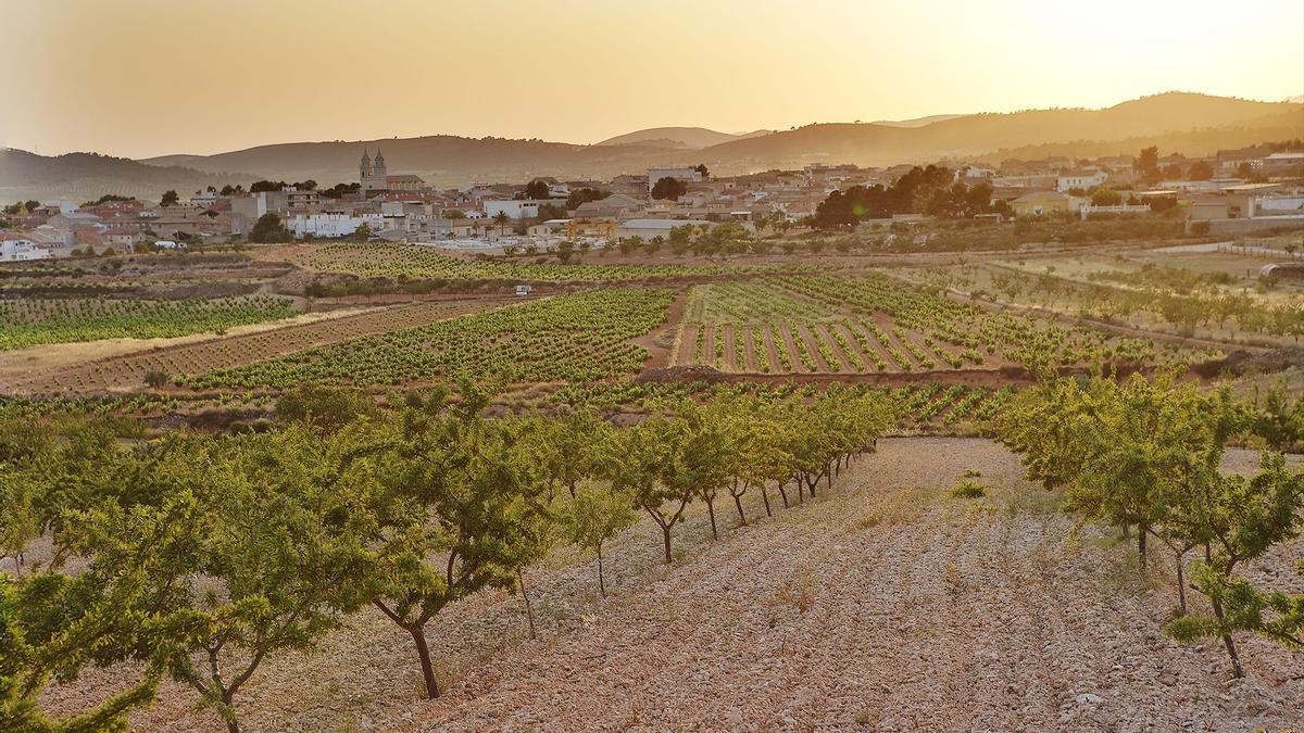 Uno de los múltiples viñedos que se asientan en la provincia de Alicante.