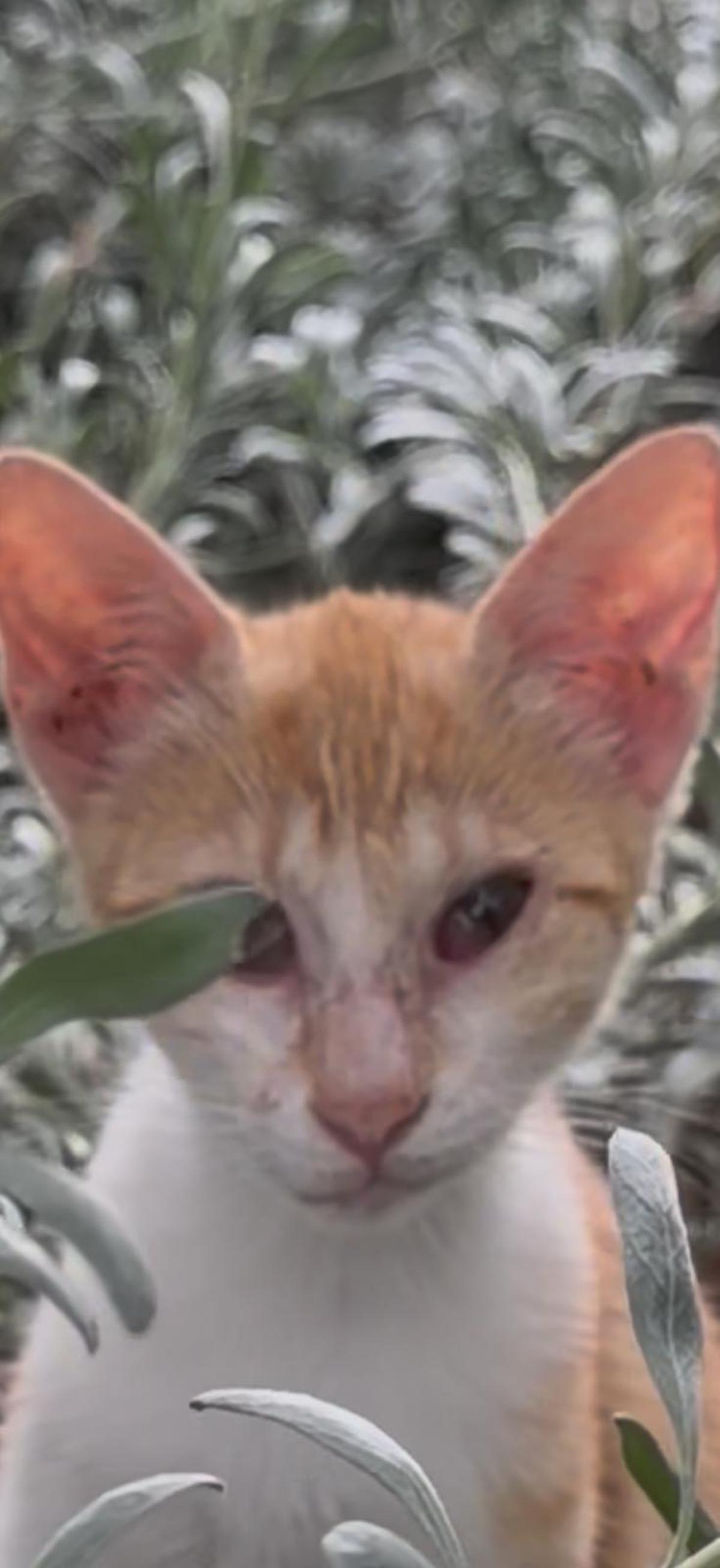 Se desconoce quién es responsable del recinto donde se encuentran los gatos.