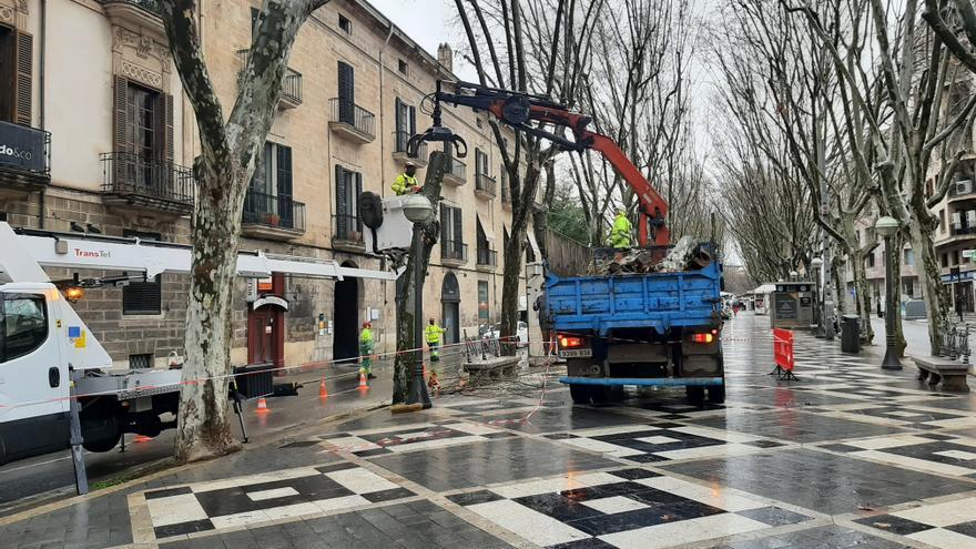 Empieza la tala de cuatro plátanos de sombra en el paseo de la Rambla de Palma