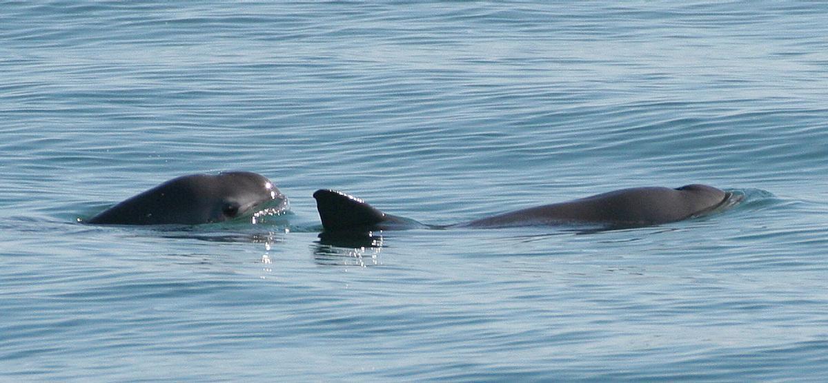 Dos vaquitas marinas nadando juntas.