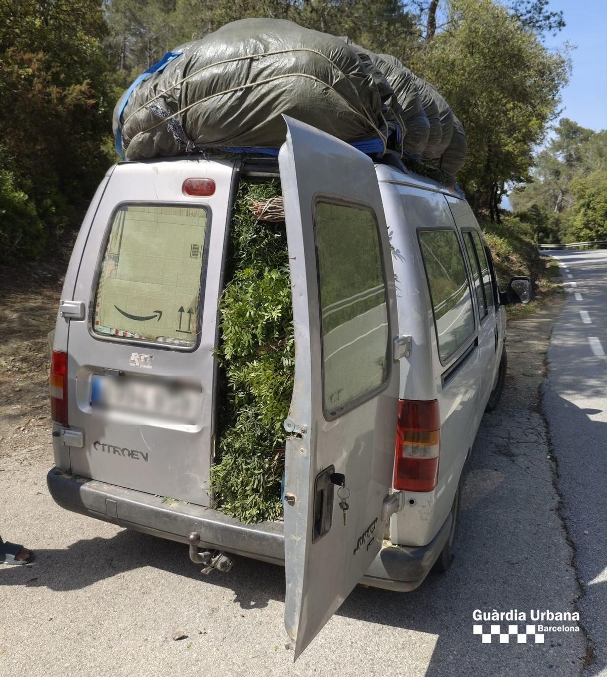 Interceptada en Barcelona una furgoneta con 600 kg de lentisco recolectado ilegalmente