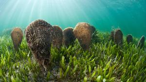 Una colonia de nacras, supervivientes de la masiva extinción, en el mar Menor de Murcia. 