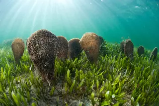 La temperatura del mar impide reproducirse a la nacra, un gigante en peligro de extinción