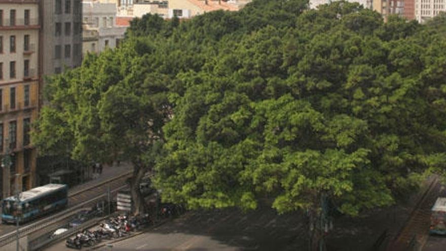 El Ayuntamiento ha abierto el debate de la peatonalización de la Alameda.