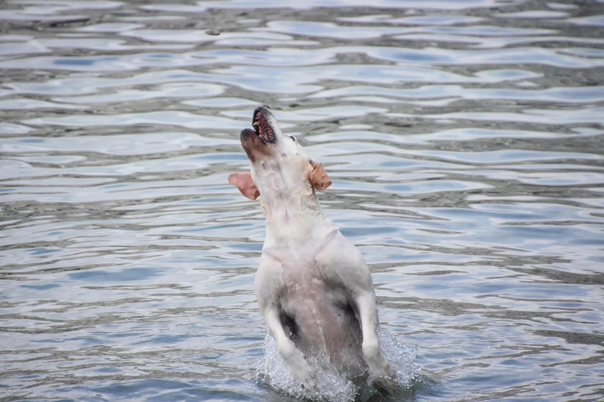 Pet owners are expected to pick up after their pets, ensuring the beaches remains clean for all visitors.