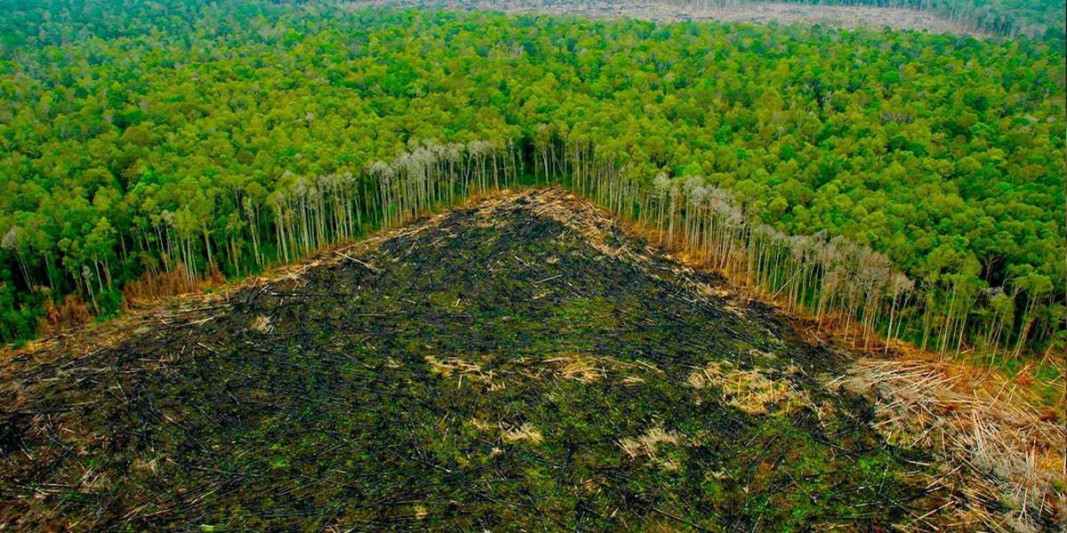 Los incendios continúan devastando la Amazonia