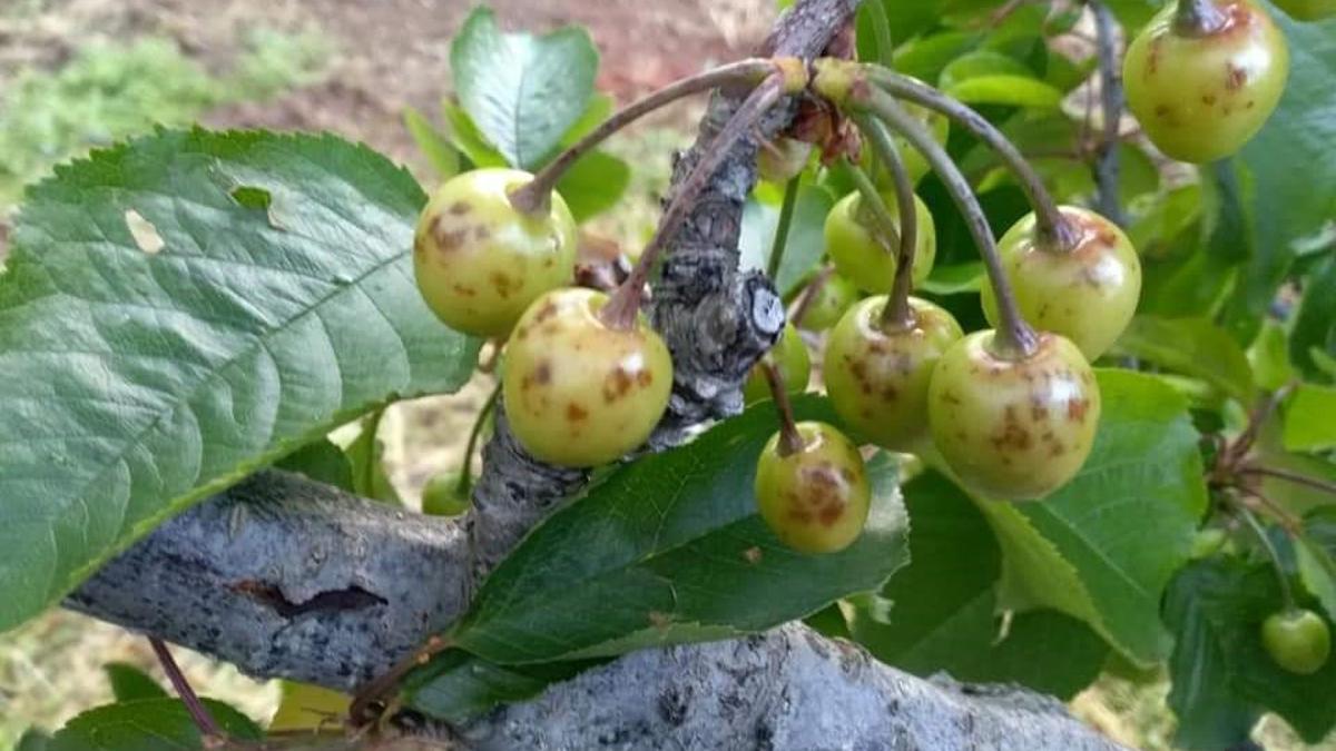 Daños causados por el pedrisco.