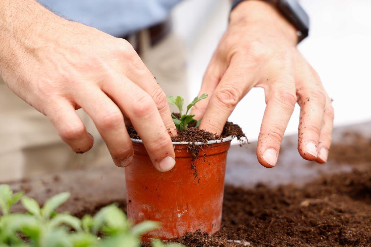Un jardinero planta un crisantemo.