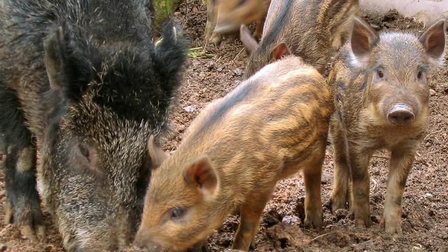 Una jabalina comiendo con sus rayones.