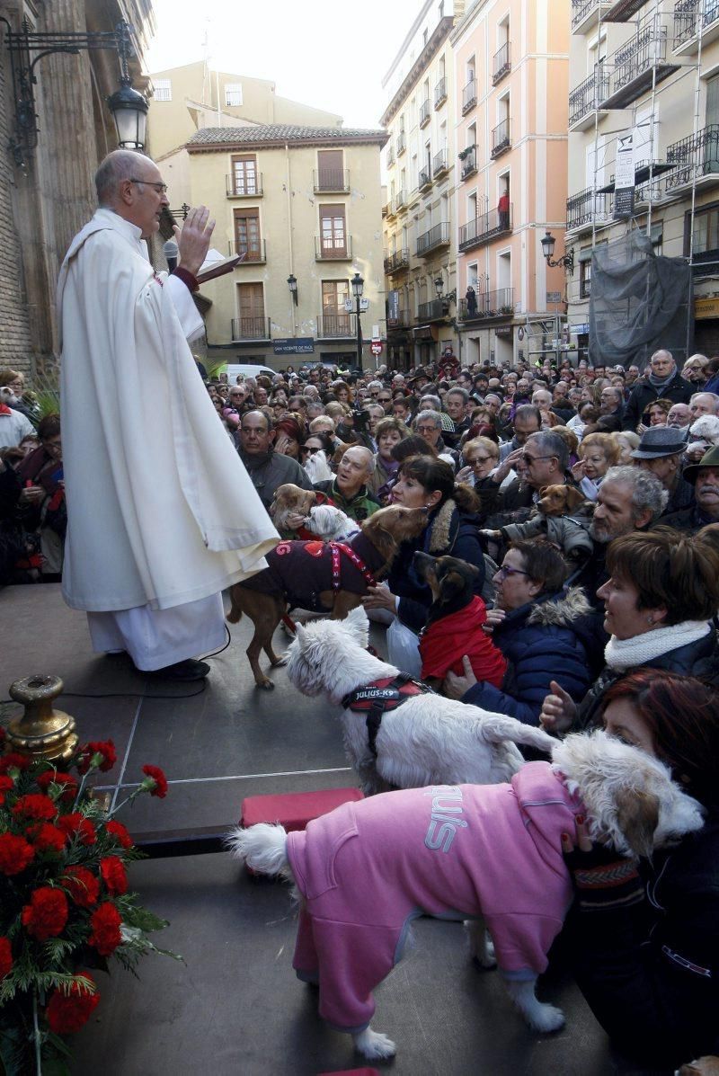 Celebración de San Antón, bendición de los animales