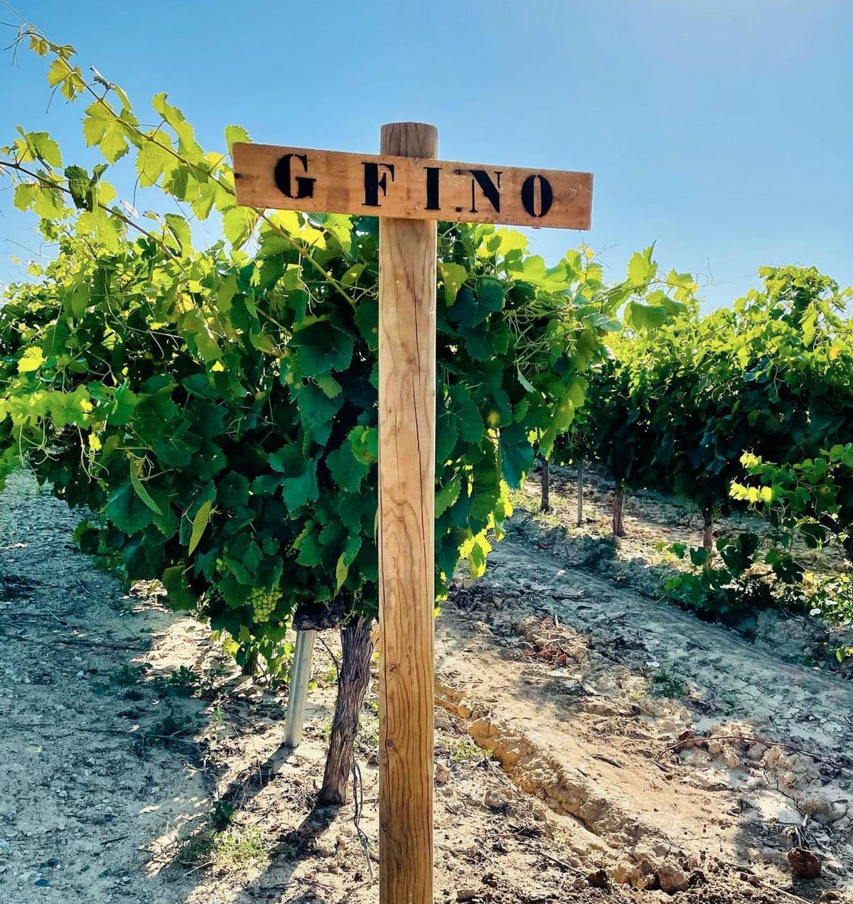 Bodegas Salado, histórica bodega sevillana, ha enviado sus vinos a Estados Unidos