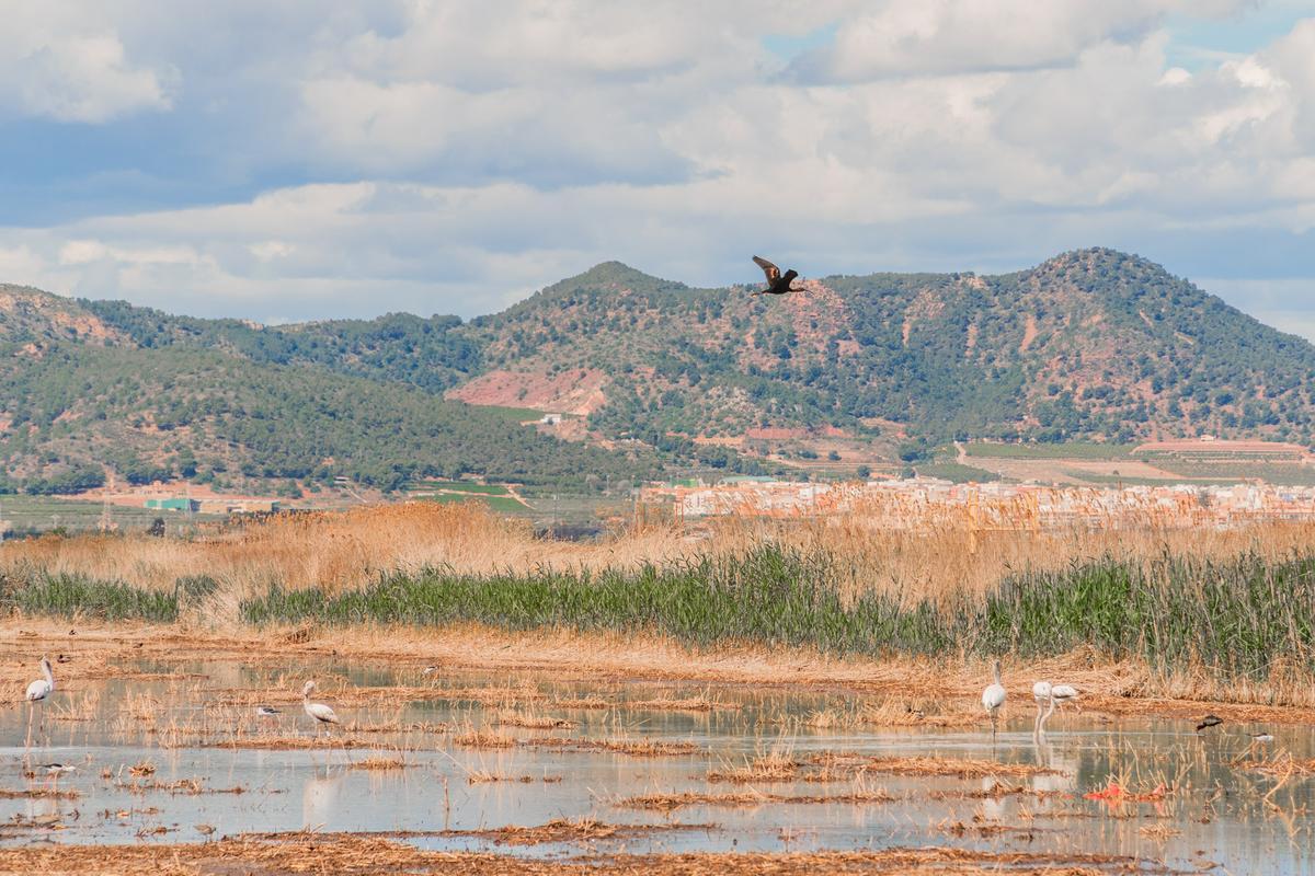 Imagen de la Marjal de Almenara.