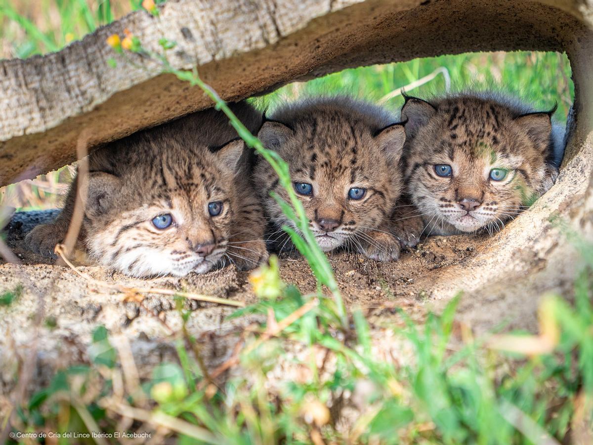 Linces nacidos en la temporada. El programa de recuperación demuestra día a día su éxito.