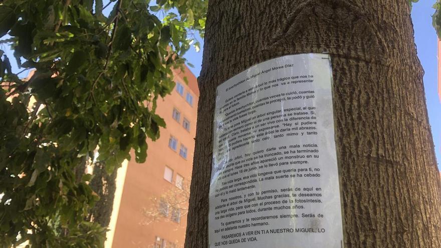 Un árbol en Cáceres recuerda a Miguel Ángel Morea Díaz, quien lo cuidó con esmero durante años hasta su muerte