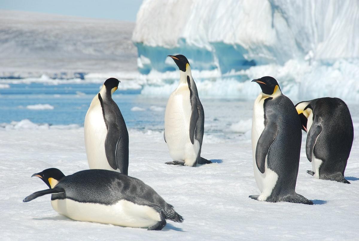 El fenómeno puede tener efectos importantes sobre la biodiversidad antártica