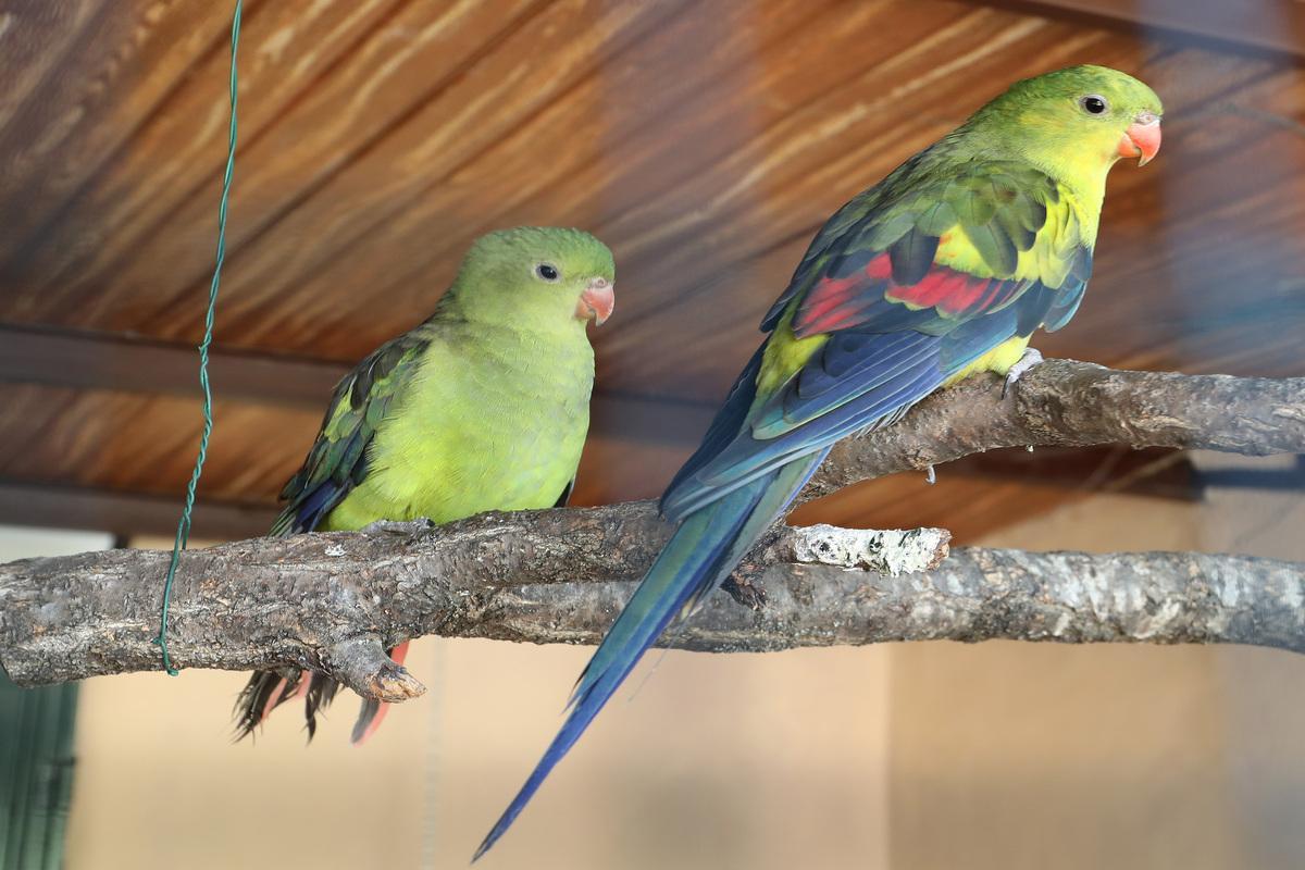 Loros Regentes. Zoo de Aves de Herrera de Pisuerga