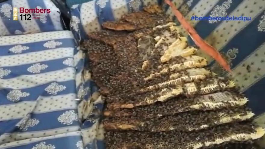 Los bomberos retiran un enjambre de abejas de 25 kilos en Torrevieja