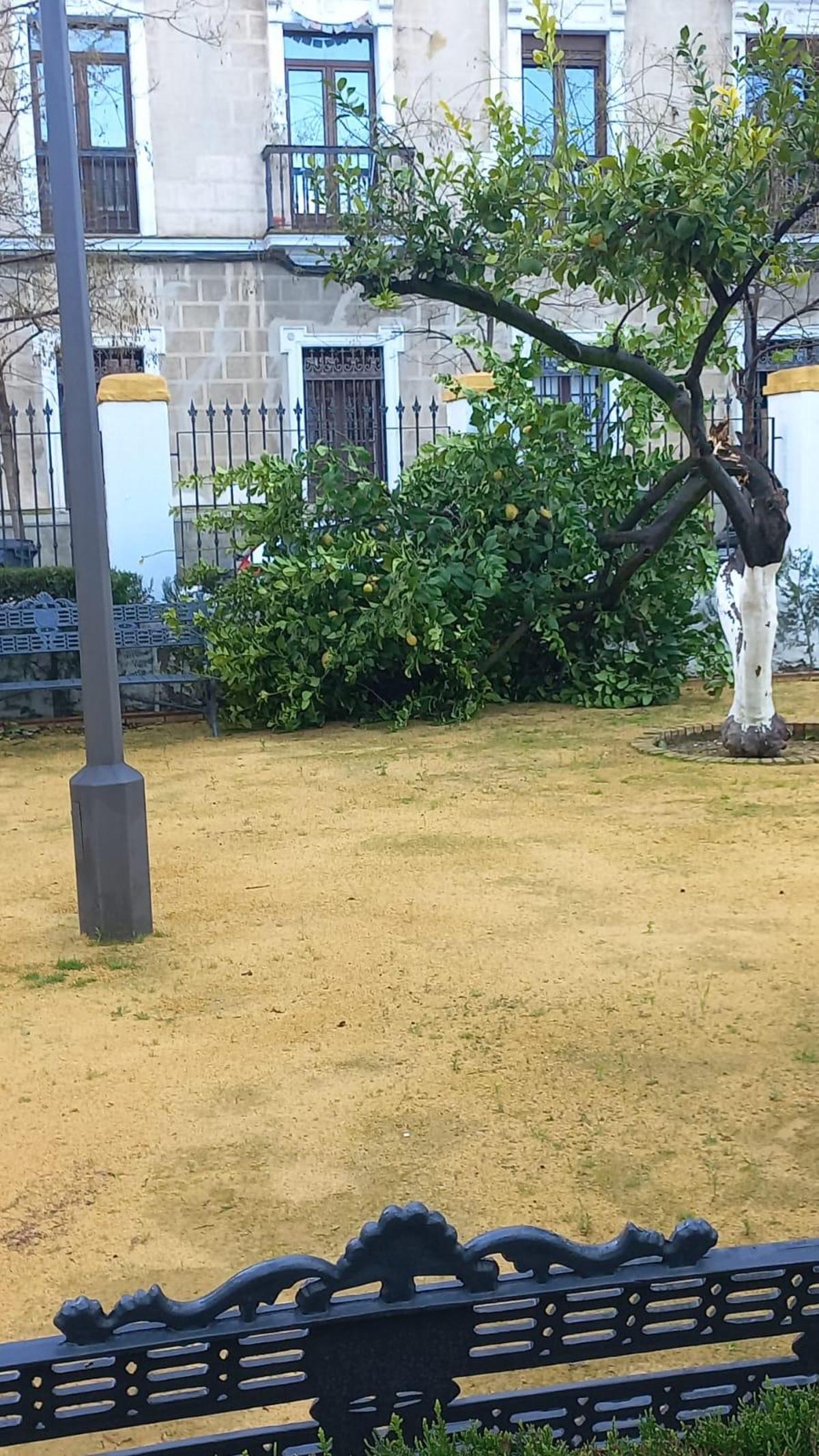 Arbol roto por el viento este viernes en Sevilla, en la Parroquia de la Paz.